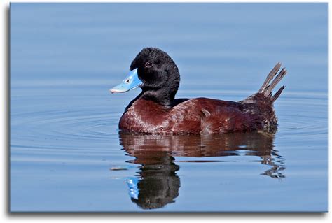 Blue Billed Duck 4 The Last Of The Bbds This Male Has A Flickr