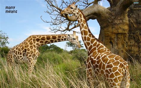 Many Means The Tallest Land Animal In The World The Giraffe