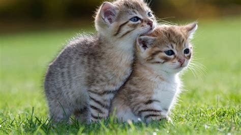 Two Cute Brown White Cat Kittens On Green Grass Hd Kitten Wallpapers Hd Wallpapers Id 81059