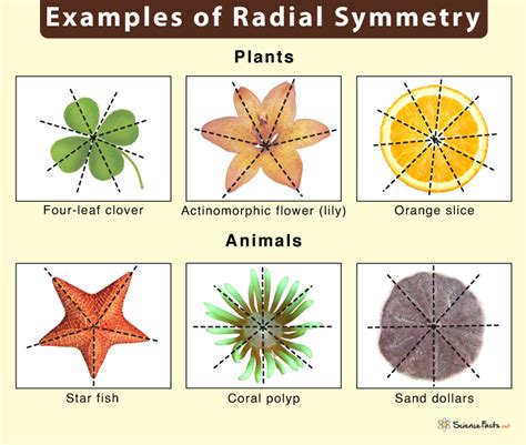 Radial Symmetry Definition Examples And Advantages