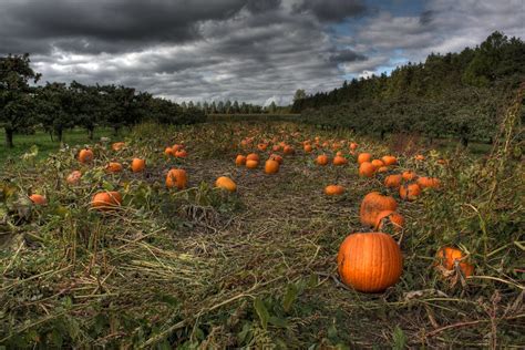 Photo Essay Incredible Pictures Of Pumpkin Patches