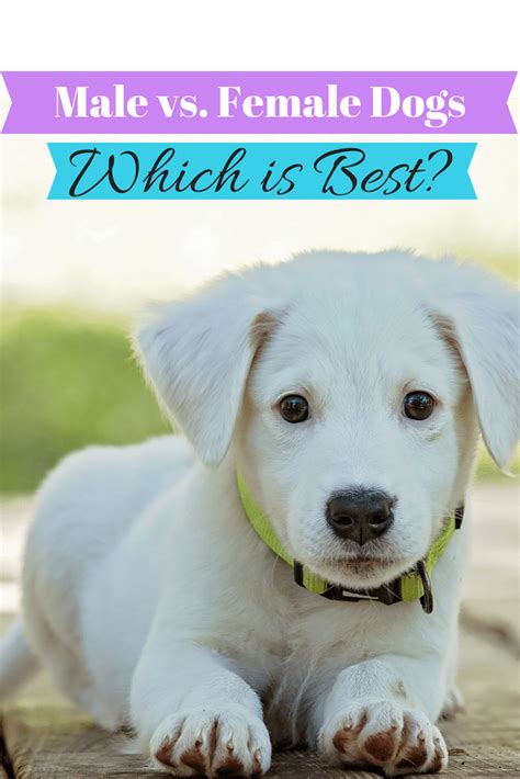 Male Vs Female Dogs Pros And Cons You Need To Know