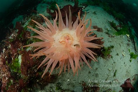 Anemones—pnw Ocean Life—species Identification — Edmonds Underwater Park