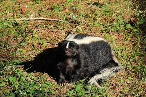 Interesting Facts About Skunks Wildlife Informer