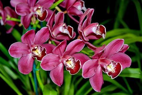 HD picture of orchids, desktop wallpaper of exotic, petals | ImageBank.biz