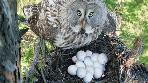 Barred Owl Eggs