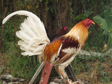 上 ruster fighter Rooster fighting hens