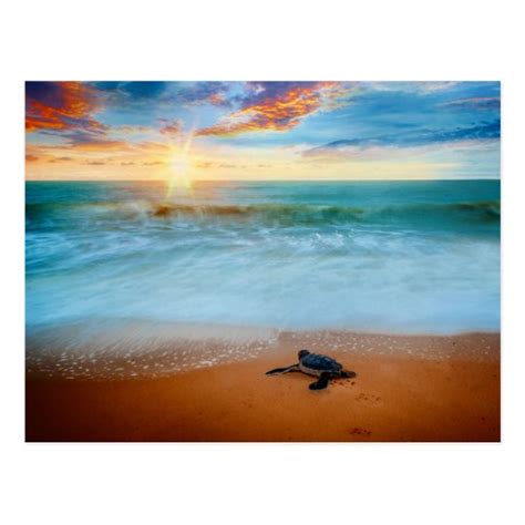 Tropical Sunset Sea Turtle Sandy Beach Postcard