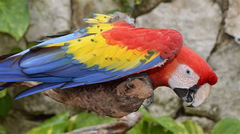 Download Wallpaper 3840x2160 Parrot Macaw Bird Colorful 4k Uhd 169