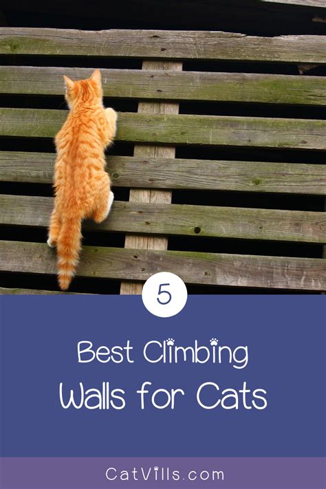 Top 5 Best Climbing Walls For Cats Cat Climbing Wall Cat Lover T