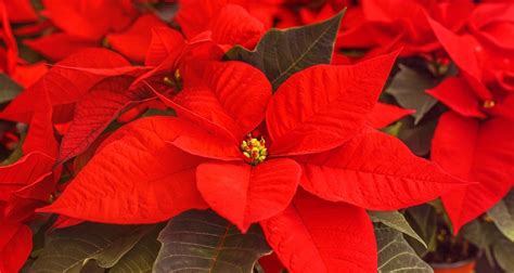 Poinsettia Day In 20212022 When Where Why How Is Celebrated