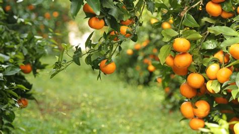 La mandarina Orri, la variedad mejor cotizada del mercado - ActualFruVeg