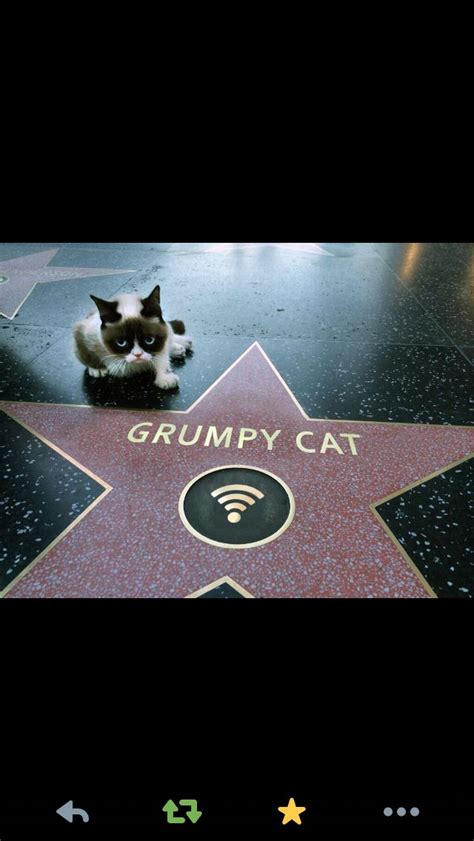 Grumpy Cat Has A Hollywood Star She Hates It Grumpy Cat Cat Love