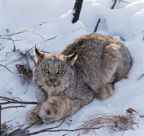 More images for lynx » Canada Lynx - Dashiell Feierabend