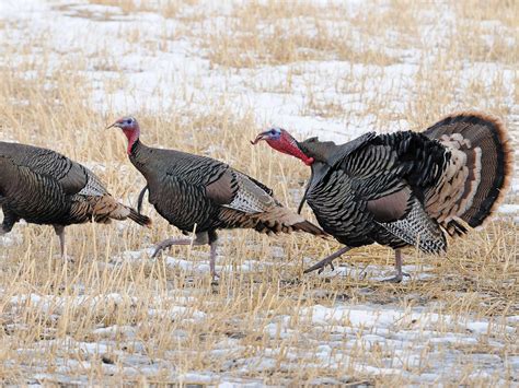 where do wild turkeys live habitat distribution birdfact