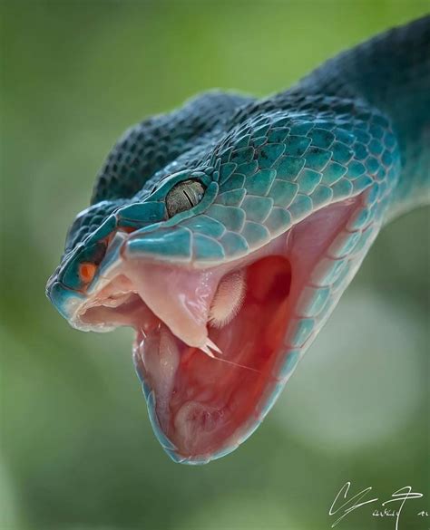 🐍Ꮗ Ꭷ Ꮢ Ꮭ Ꮄ ᎧᎦ Ꮥ Ꮑ Ꮧ Ꮶ Ꮛ Ꮥ🐍 On Instagram 🐍pit Viper 📷 By Yensentan