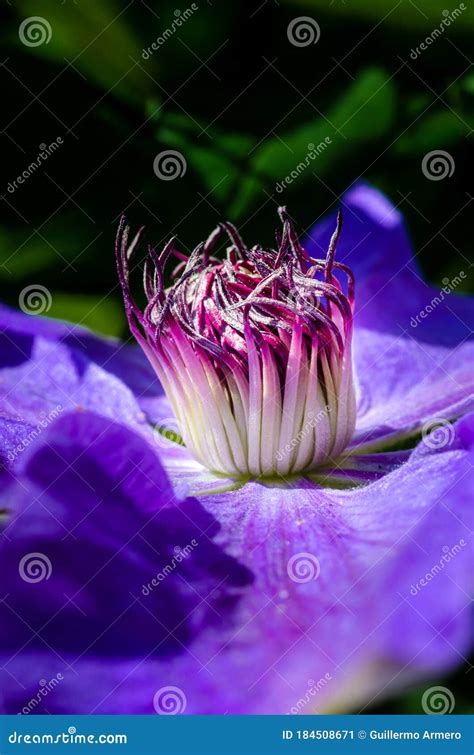 Clematis Lila Flower Botanic Beautiful Macro Or Close Up Purple And