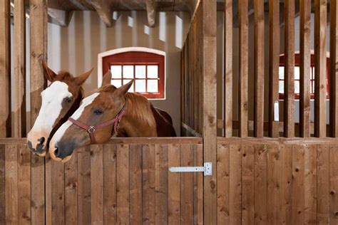 Home Horses Horses Horse Stables Equines