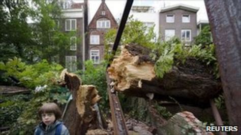 Anne Franks Tree Of Hope Toppled By Storm Bbc News