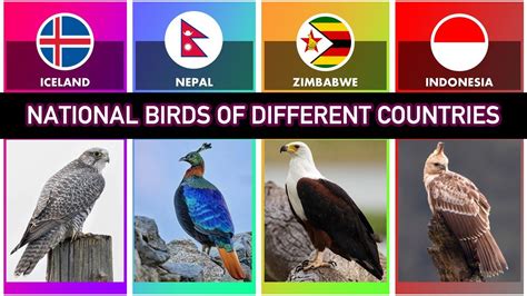 National Birds Of Different Countries Beautiful Birds Youtube