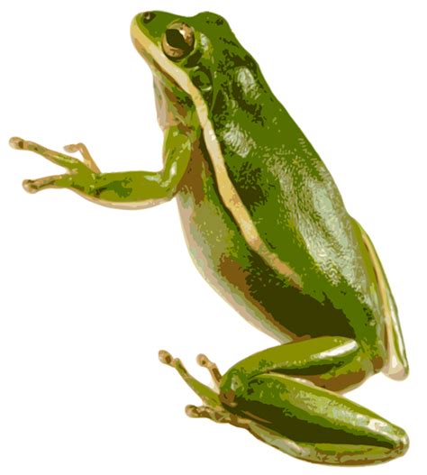 Green Frog Png Transparent Image Download Size 539x600px