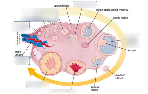 Histology Ovary Diagram Quizlet