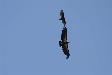 California Condor Pinnacles National Park Us National Park Service