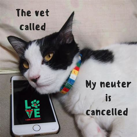 Spay And Neuter Your Pets ️ Cats Cat Memes Animal Memes