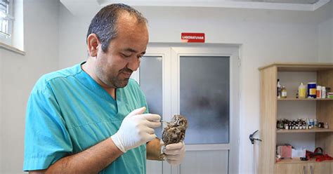 Şanslı baykuşu Büyükşehir veterineri buldu hayata tutundu