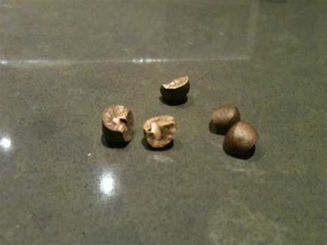 The latter is entirely or almost entirely green tomatoes. Mexican Jumping Beans - YouTube