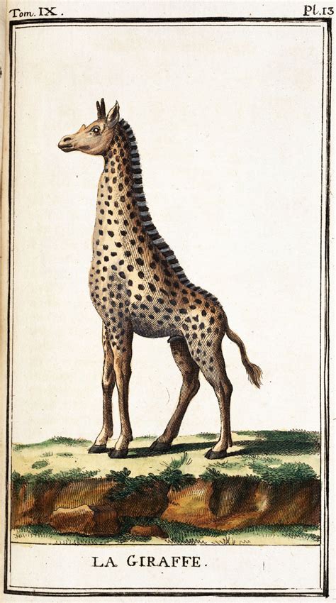 Giraffe From Georges Buffons Histoire Naturelle 1749 1804 Fauna