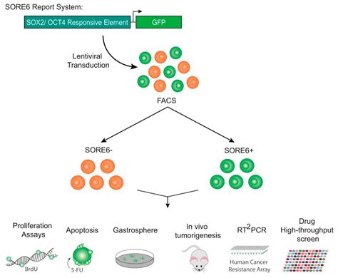 cancers free full text a sox2 reporter system identifies gastric cancer stem like cells