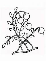 Coloring Cranberry Cowberry Berries Mycoloring Fruits Recommended sketch template