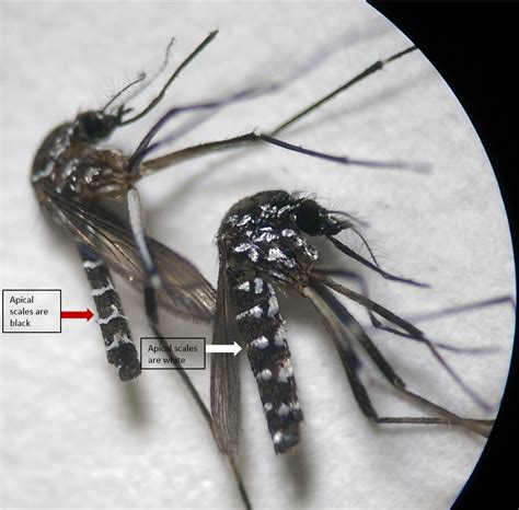 Taxo4254 Aedes Albopictus