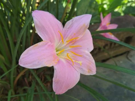 In flowering plants that produce fruit, the ovary usually develops into the fleshy fruit that surrounds the inner seed. Free picture: lily, pistil, nature, garden, green leaf ...