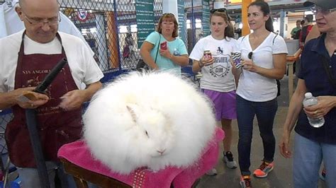 Fluffiest Bunny You Must See Youtube