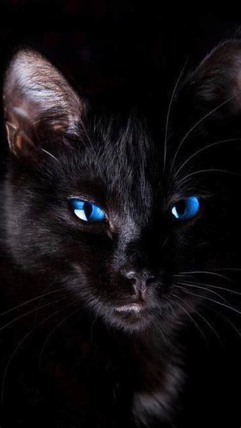Blue Eyes Black Cat Hd Phone Wallpaper Peakpx