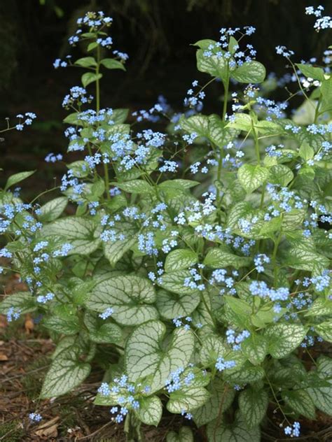 Brunnera Jack Frost Heartleaf Brunnera Siberian Bugloss Brunnera