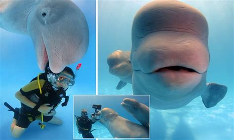 Hilarious Moment Friendly Beluga Whale Photobombs Divers Snap Beluga