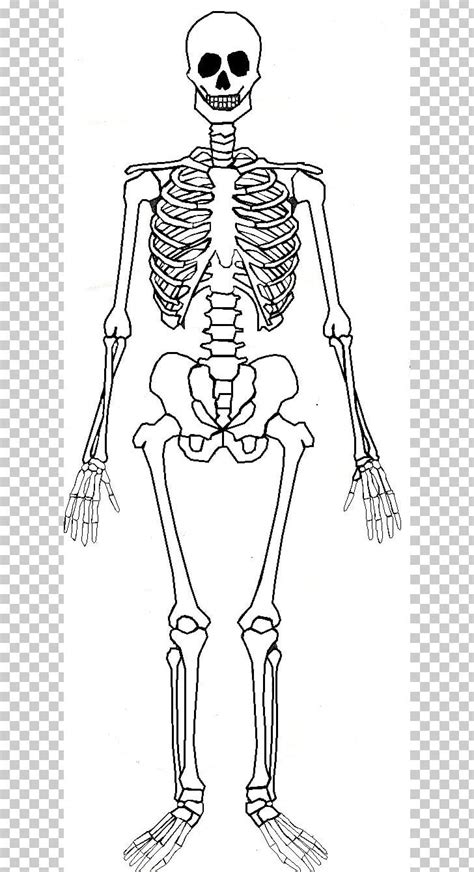 Human Skeleton Human Body Bone Anatomy Png Free Download Human
