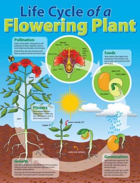 Life Cycle Of A Flowering Plant Chart Teacher Superstore Life
