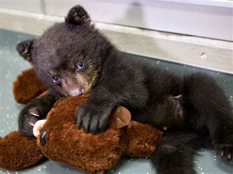 rescued in oregon bear cub finds new home in wisconsin