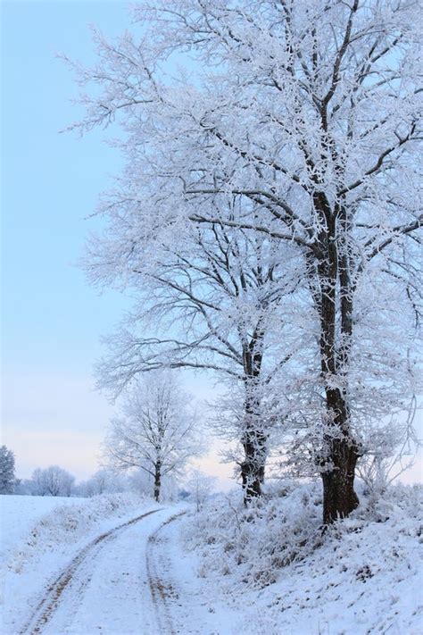Frost Trees In Winter Stock Image Image Of Scenic Season 48457447
