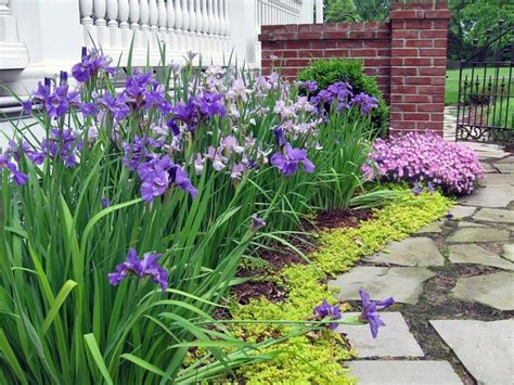 415 Best Iris Ideas For The Garden Images On Pinterest Irises