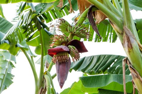 Banana Blossom Stock Photos Pictures And Royalty Free Images Istock