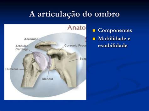 Articulação Do Ombro Nome