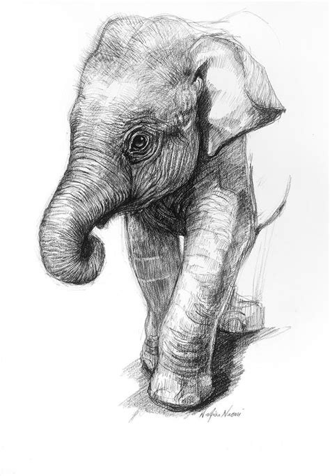 Pencil Drawings Of Baby Elephants Portrait Drawings Elephant Elephant