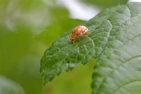 Free Images Nature Flower Animal Green Insect Fauna Ladybird