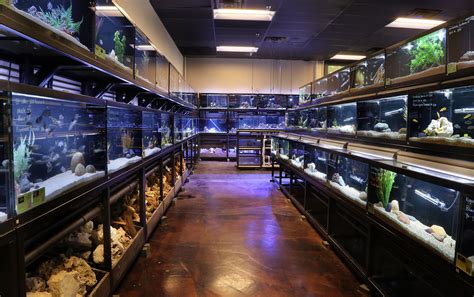 Freshwater Fish Department Custom Aquarium Fish Gallery Fishing Room