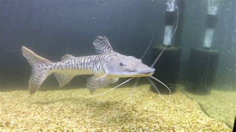 Tiger Shovelnose Catfish In Mermaid The Aquatic Kingdom Mysore YouTube